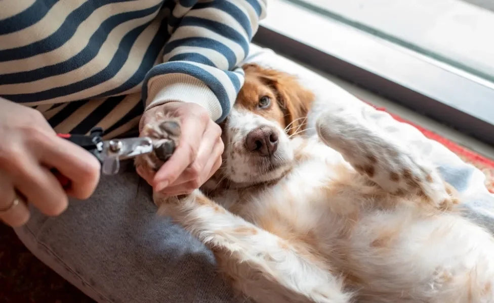 Alicate Pequeno para Corte de Unhas de Cães