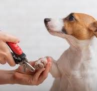 Alicate Pequeno para Corte de Unhas de Cães