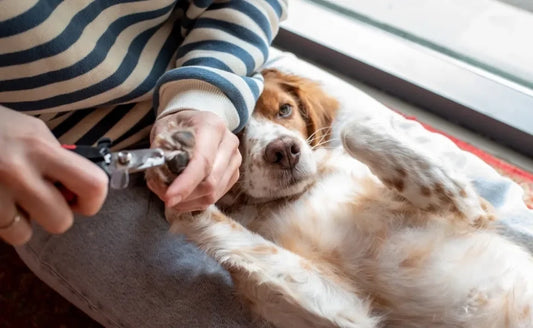 Alicate Pequeno para Corte de Unhas de Cães
